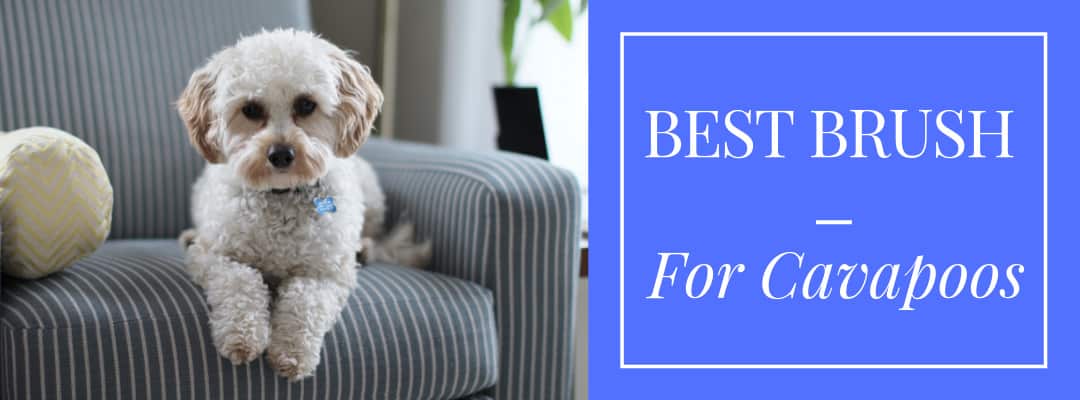 1 Best Brush for Cavapoos (and what to 