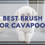 #1 Best Brush for Cavapoos (and what to use with it!)