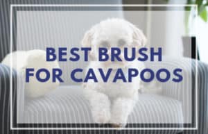 Best Brush for Cavapoos