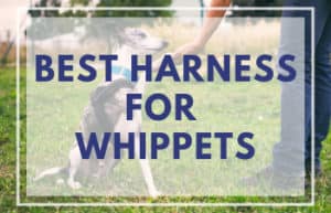 Best Harness for Whippets