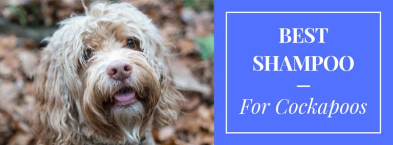 Cockapoo Shaming The #1 Best Shampoo for Cockapoos