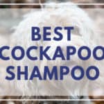 The #1 Best Shampoo for Cockapoos