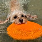 Can Cavapoos Swim? The Water Fun & Safety Guide