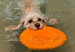 Can Cavapoos Swim?