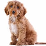 Can Cockapoo Puppies Be Left Alone?