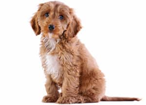 Can Cockapoo Puppies Be Left Alone?