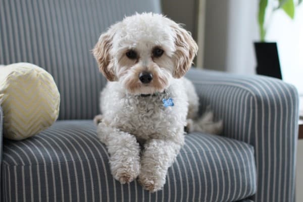 Cavapoo Puppy on Couch