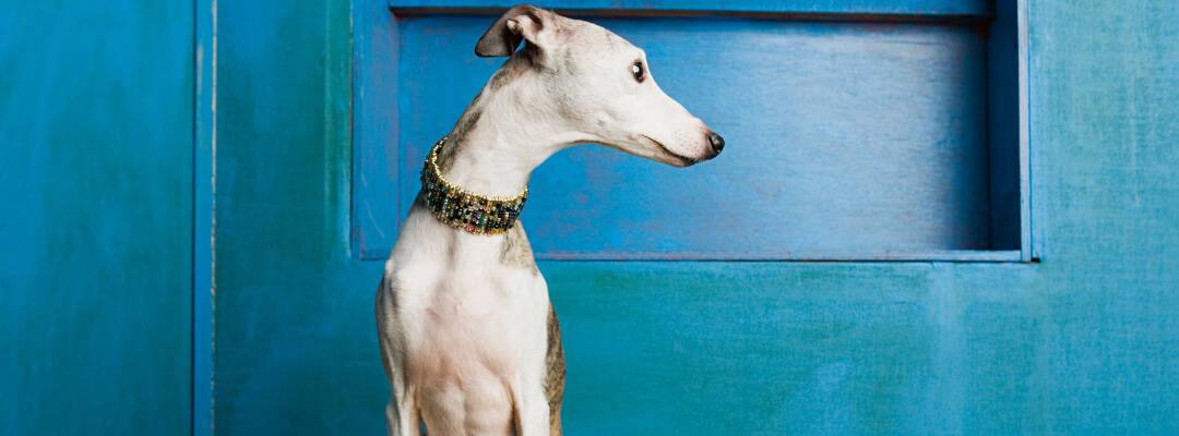 Do Whippets Bark A Lot?