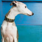 Do Whippets Bark A Lot? And Other Common Behavior Problems! (2024)