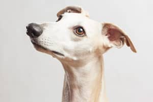 Do Whippets Shed?