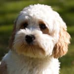 How Big Will My Cavapoo Get? When Are They Fully Grown?