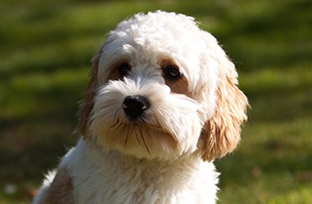 older cavapoo for sale