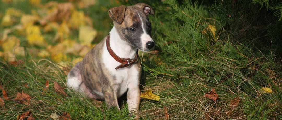 How Much Do Whippet Puppies Cost?