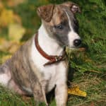 How Much Do Whippet Puppies Cost?
