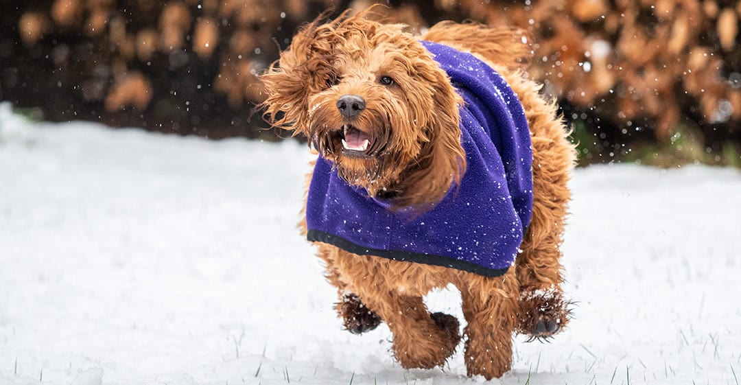 cockapoo hunting