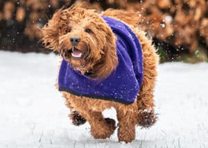 How Much Exeercise Do Cockapoo Puppies Need?