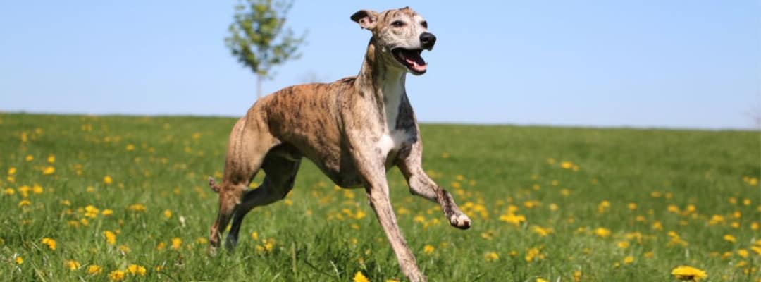 How Much Exercise Do Whippets Need?