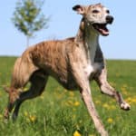 How Much Exercise Do Whippets Need?