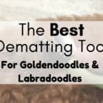 The Best Dematting Tool for Goldendoodles and Labradoodles
