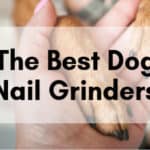 Best Dog Nail Grinder for Trimming Nails Quickly & Easily