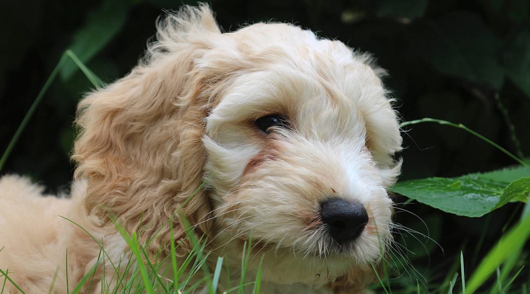 apricot miniature cockapoo