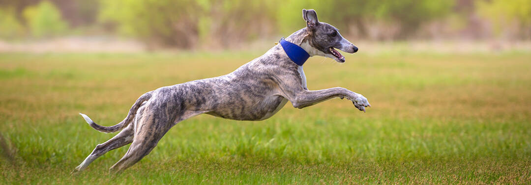 a dog breed called whippet