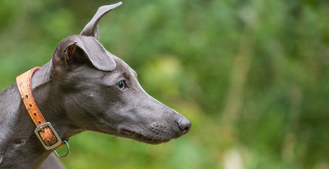 Why Do Whippets Have Special Collars?