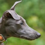 Why Do Whippets Have Special Collars?