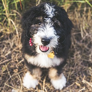 Benny (F1 Standard Bernedoodle_bennythebernedood