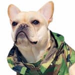 Crush the French Bulldog_crush_the_frenchie