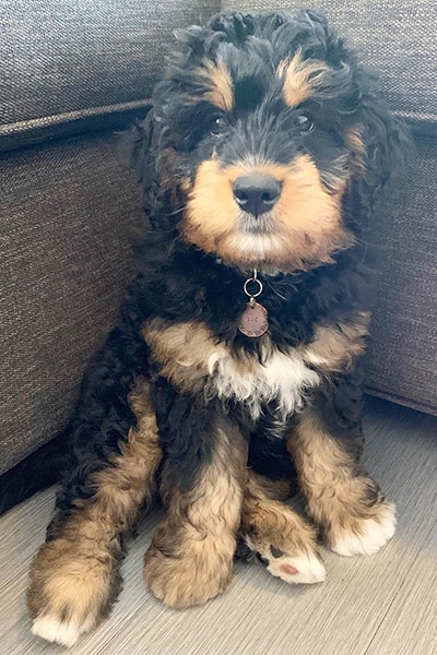 size of mini bernedoodle