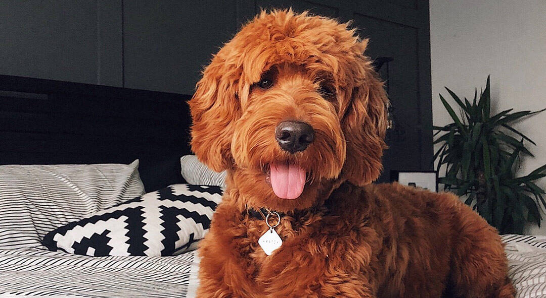 medium red goldendoodle