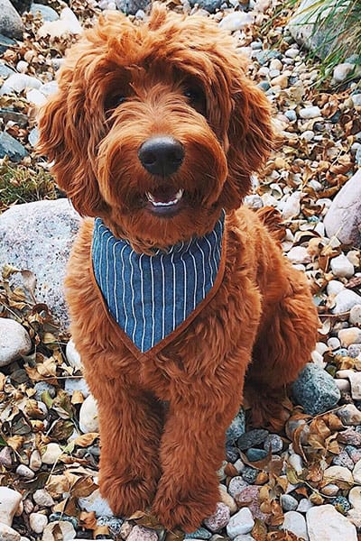 Fitz the Red Goldendoodle-fitz_thedood