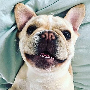 Cute Fawn Frenchie laying on the bed looking up at camera