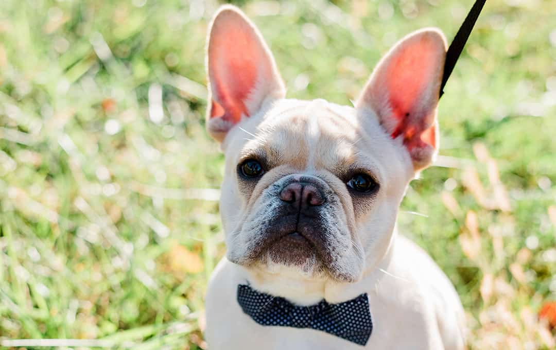 Cute French Bulldog wearing a bowtie