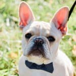 Cute French Bulldog wearing a bowtie