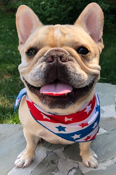 Frenchie wearing a patriotic scarf