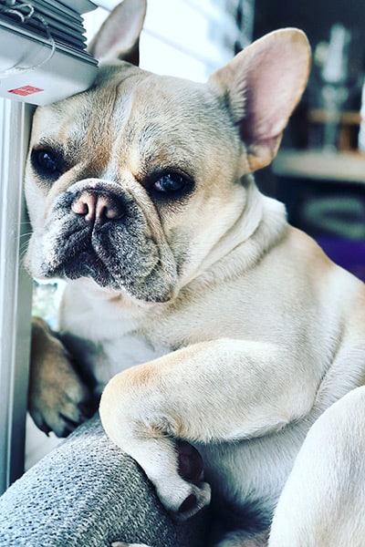 Cute French Bulldog