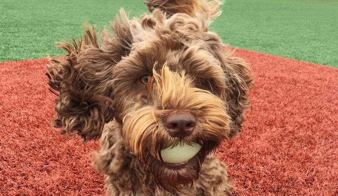 Spooner the Labradoodle