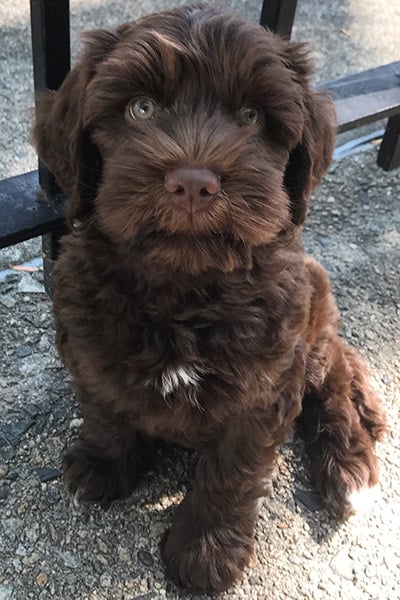 Spooner the Mini Australian Labradoodle_spoonerdoodle