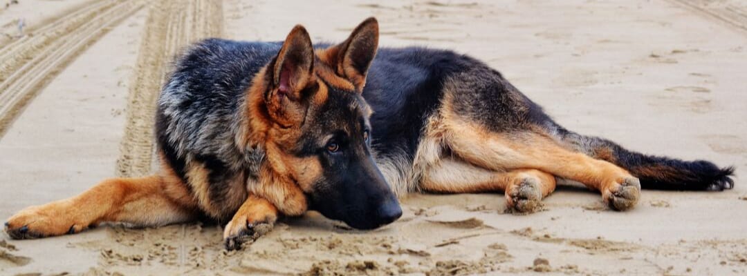  Top 5 Reviewed Best Dog Bed For German Shepherds