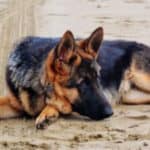 Best Dog Bed for German Shepherds: 5 Reviews + Buying Tips (2023)