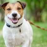 Best Dog Tie Out Cables, Stakes, and Trolley Systems! (2024) Best Dog Tie Out