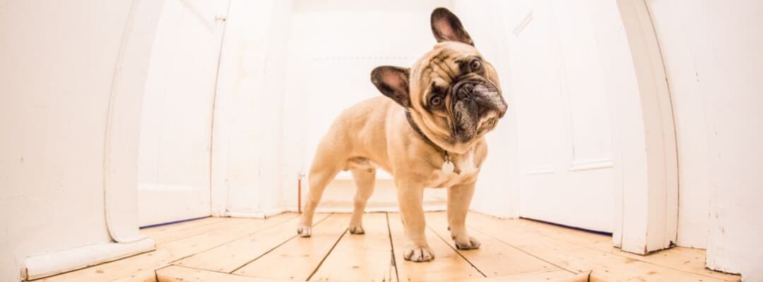 purina pro plan french bulldog