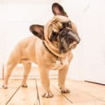 Best Food for French Bulldog Puppies & Adults