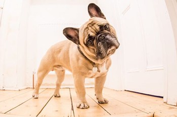 what can i feed my french bulldog puppy