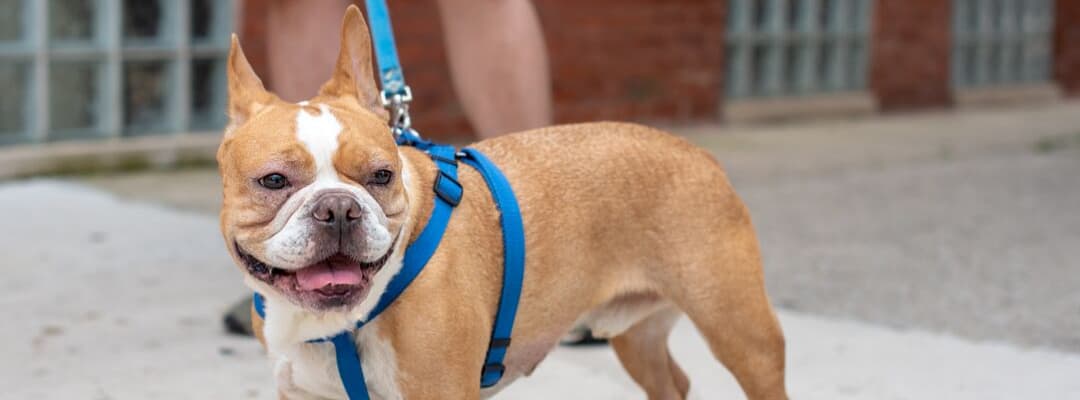 easy walk harness for french bulldog