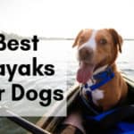 Best Kayaks for Dogs (and getting them to love it!)