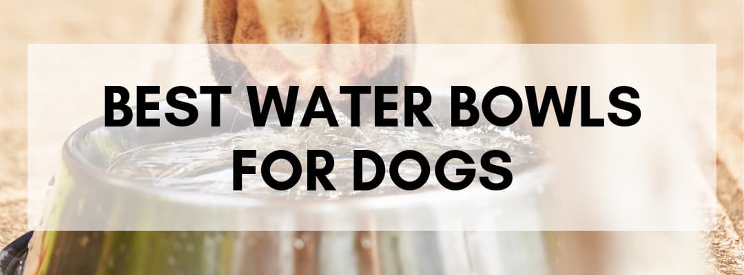 Best Water Bowls For Dogs