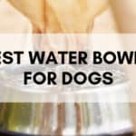 Today's Best Water Bowls for Dogs - Indoor / Outdoor / Portable (2023)